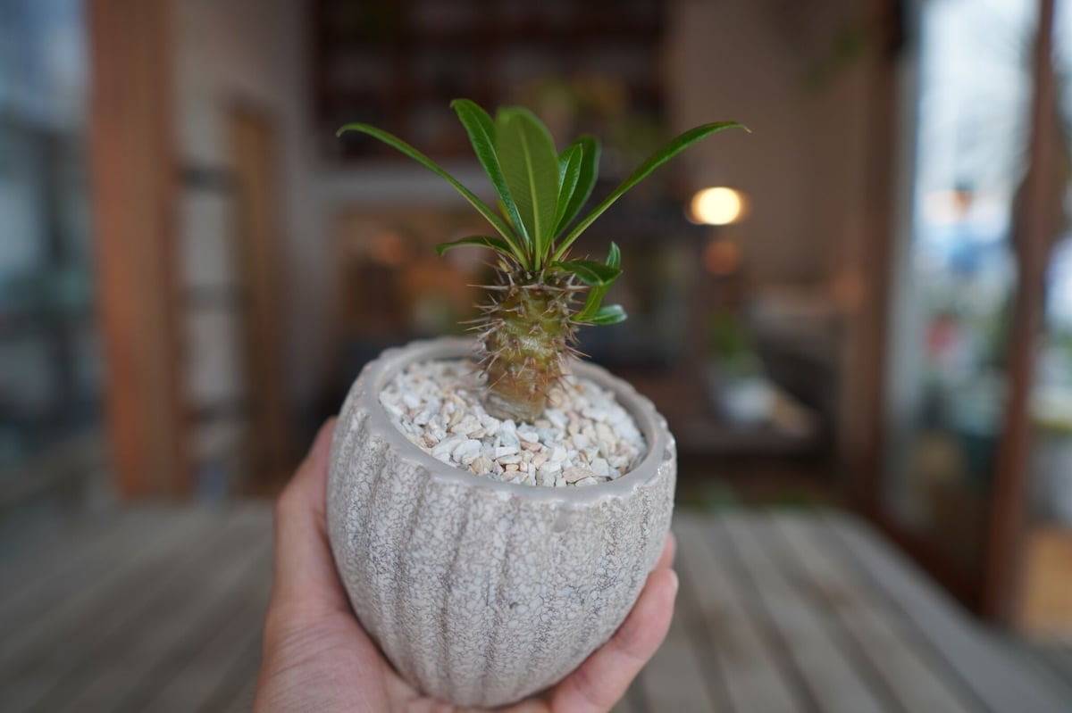 パキポディウム ​フィヘレネンセ Pachypodium lamerei var. fiher