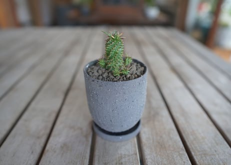 鉄甲瑠璃晃　( bupleurifolia)​×( susannnae)