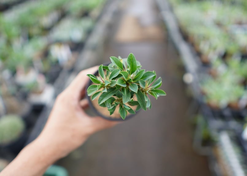 スタッフ一押し株♪】ユーフォルビア ギラウミニアナ 【3】 | mana's