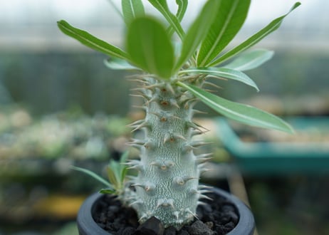 パキポディウム　ホロンベンセ　Pachypodium horombense