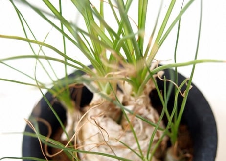 Albuca humilis　アルブカ・フミリス