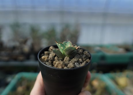 カキコアガベ　チタノタ　FO-76　agave titanota  FO-76　子株　A12