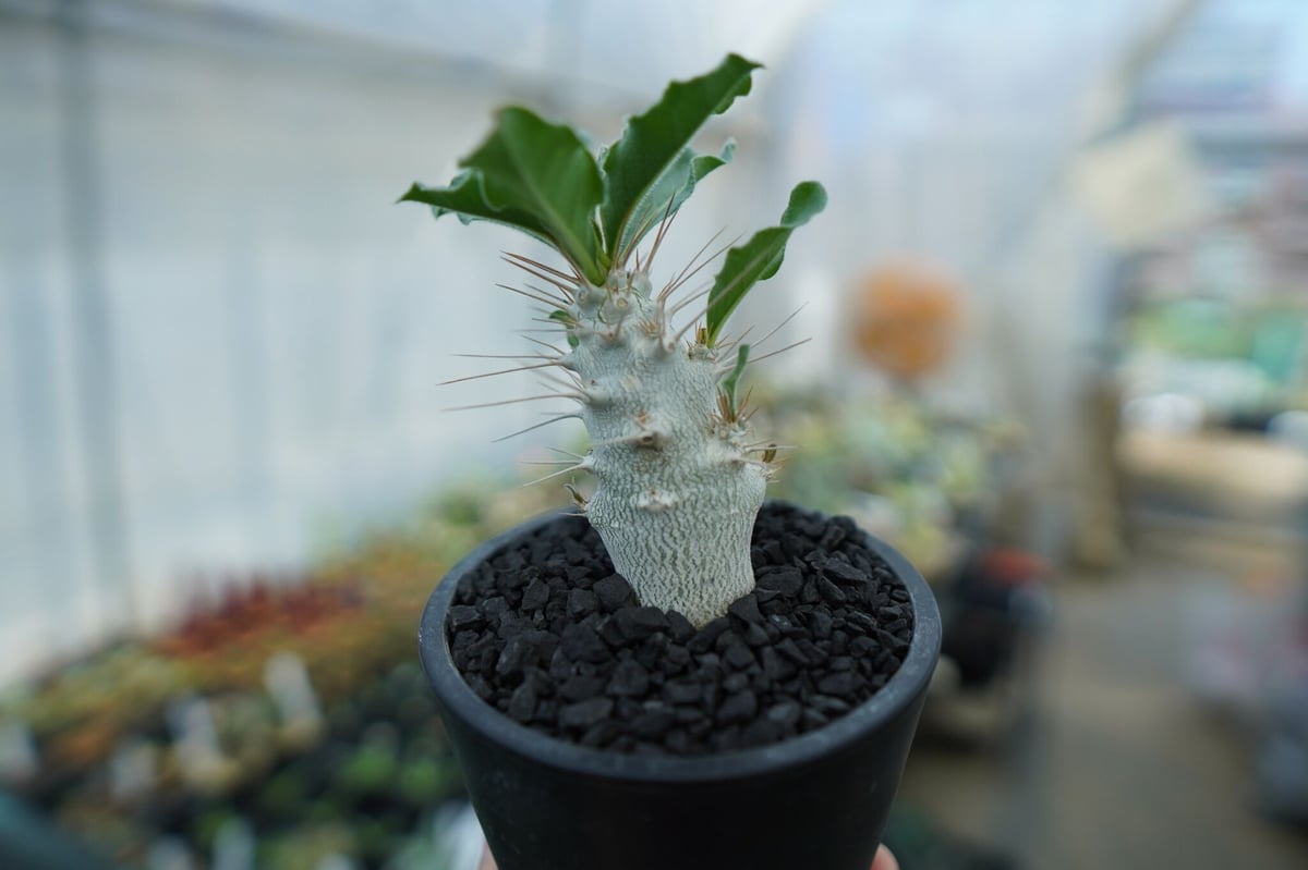 【自家採取】発芽確認10粒 パキポディウム ウィンゾリー windsorii 自家採取】発芽確認10粒 パキポディウム ウィンゾリー windsorii