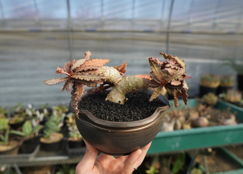 ユーフォルビア フランコイシー Euphorbia francoisii | mana's ユーフォルビア フランコイシー Euphorbia francoisii | mana's