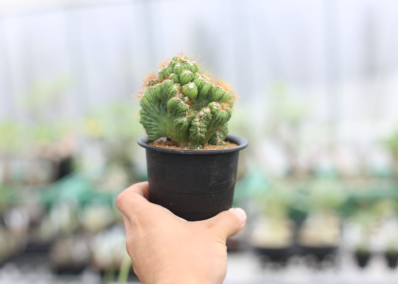 セレウス 残雪獅子 | mana's farm:塊根植物・アガベ・ドライガーデン