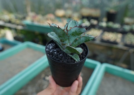 アガベ　チタノタ　 ブラックアンドブルー 　Agave titanota black and blue　No.10