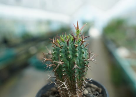 ユーフォルビア　群星冠　Euphorbia stellispina