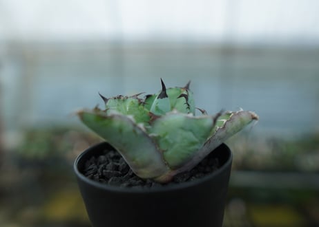 アガベ　チタノタ　 ブラックアンドブルー 　Agave titanota black and blue　No.10