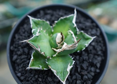 アガベ　チタノタ　白火焔　agave titanota white fire　No.2