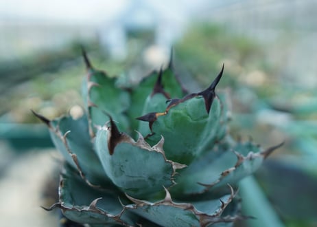 アガベ　チタノタ　 ブラックアンドブルー 　Agave titanota black and blue　No.8
