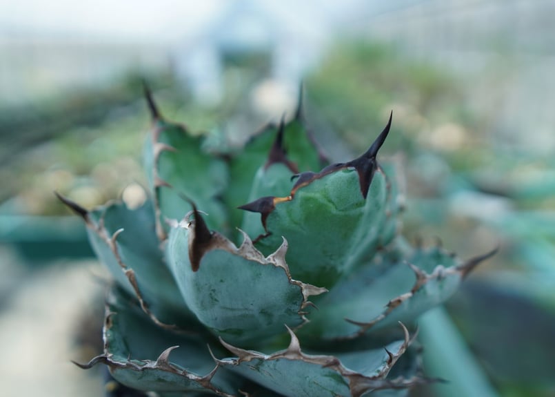 アガベ チタノタ ブラックアンドブルー Agave titanota black and