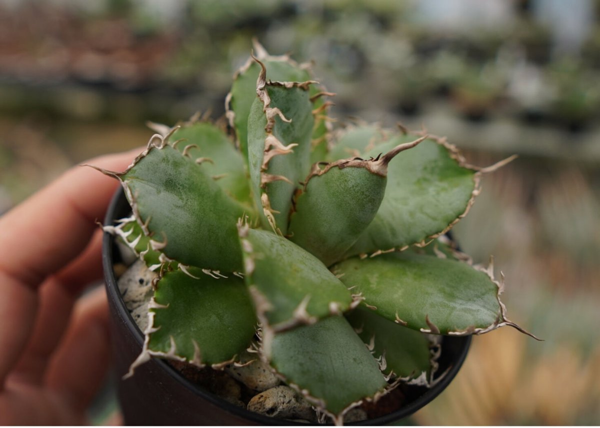 アガベ チタノタ フィリグリー NO.2 | mana's farm:塊根植物・アガベ