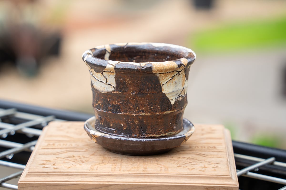 hechicami No.1 | mana's farm:塊根植物・アガベ・ドライガーデン植物