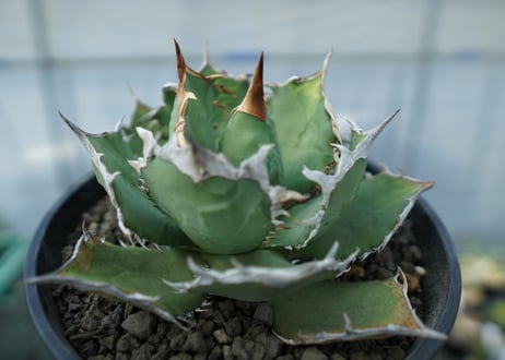アガベ チタノタ R agave titanota R
