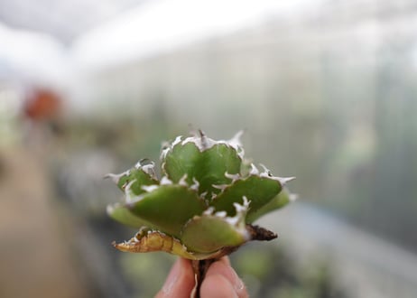 Agave titanota  Crab 螃蟹  NO.3