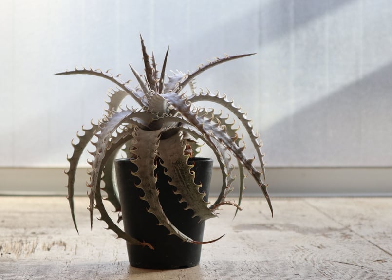 ディッキア dyckia goehringii new × Bone | mana's far