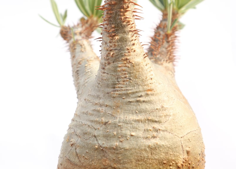 パキポディウム グラキリス no.20 | mana's farm:塊根植物・アガベ