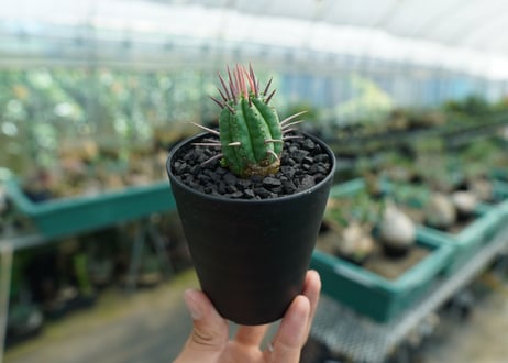 ユーフォルビア　フェロックス　Euphorbia ferox  No.2