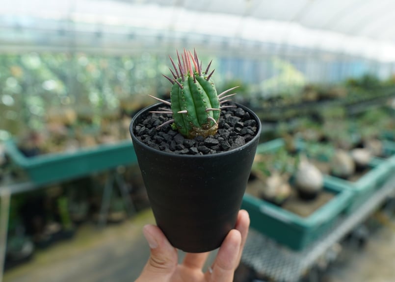 ユーフォルビア フェロックス Euphorbia ferox No.2 | mana's f