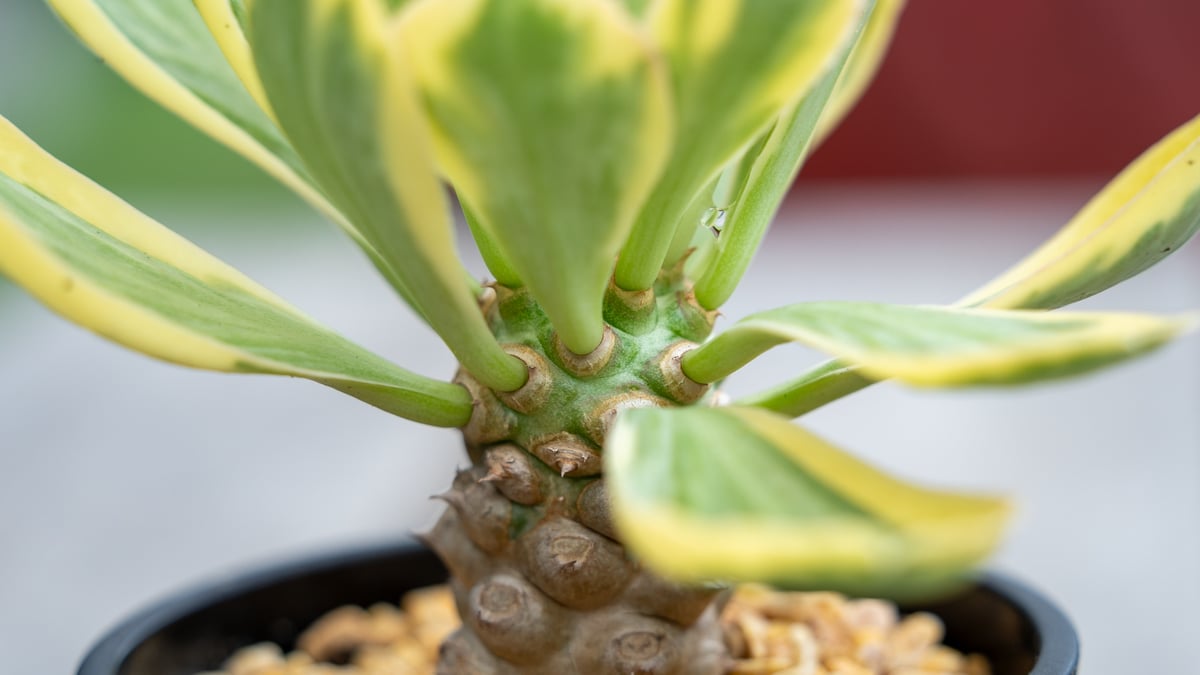 ユーフォルビア ポイゾニー錦 NO.4 | mana's farm:塊根植物・アガベ