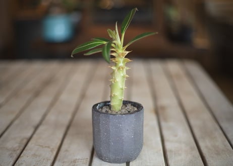 パキポディウム　バロニー　Pachypodium baronii