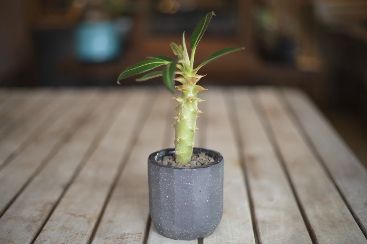 パキポディウム バロニー Pachypodium baronii | mana's farm: