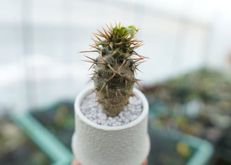 パキポディウム　ラメリー　Pachypodium lamerei