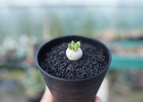 パキポディウム　恵比寿笑い　Pachypodium brevicaule　No.1