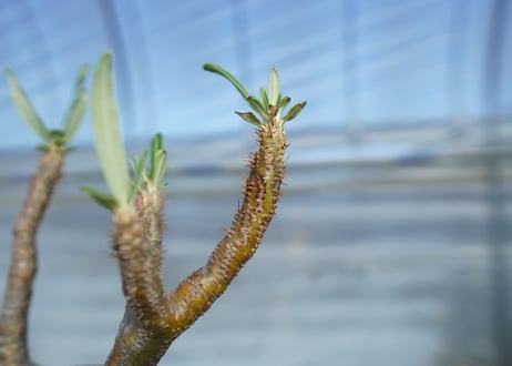 パキポディウム　グラキリス　 Pachypodium Gracilius　No.1