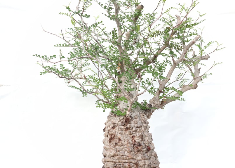 オペルクリカリア パキプス no.8 | mana's farm:塊根植物・アガベ