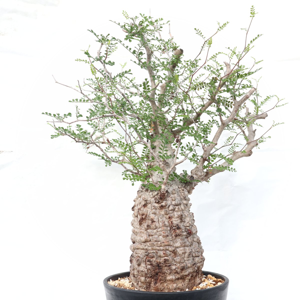 オペルクリカリア パキプス no.8 | mana's farm:塊根植物・アガベ