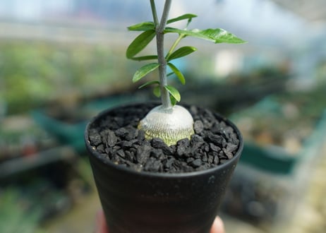 フォッケア　エデュリス　”火星人”　Fockea edulis  No.2