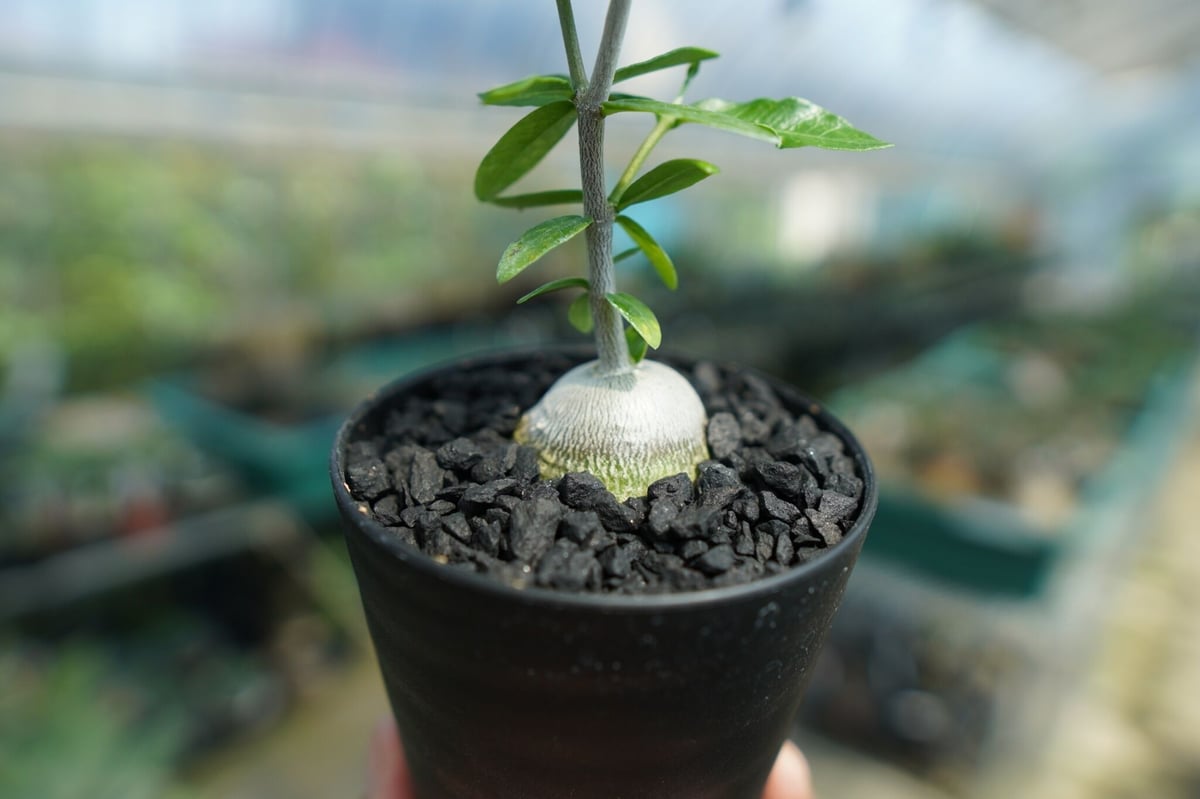 フォッケア エデュリス ”火星人” Fockea edulis No.2 | mana's