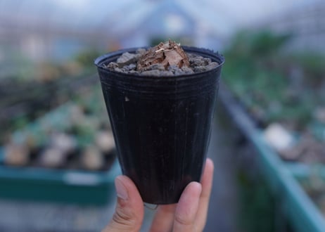 亀甲竜　Dioscorea elephantipes　No.10