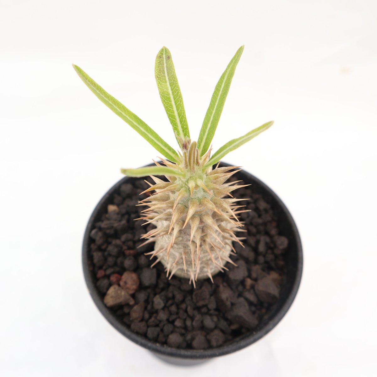 パキポディウム マカイエンセ 実生 №3 | mana's farm:塊根植物