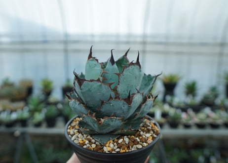 アガベ　チタノタ　 ブラックアンドブルー 　Agave titanota black and blue　NO.10