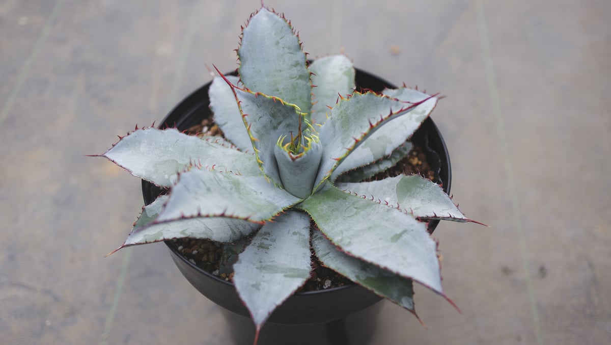 アガベ　グアダラハラナ　レオン　特選　青白葉　大株 アガベ グアダラハラナ レオン 特選 青白葉 大株 【公式通販】