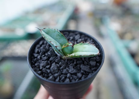 アガベ　チタノタ　 ブラックアンドブルー 　Agave titanota black and blue　No.17