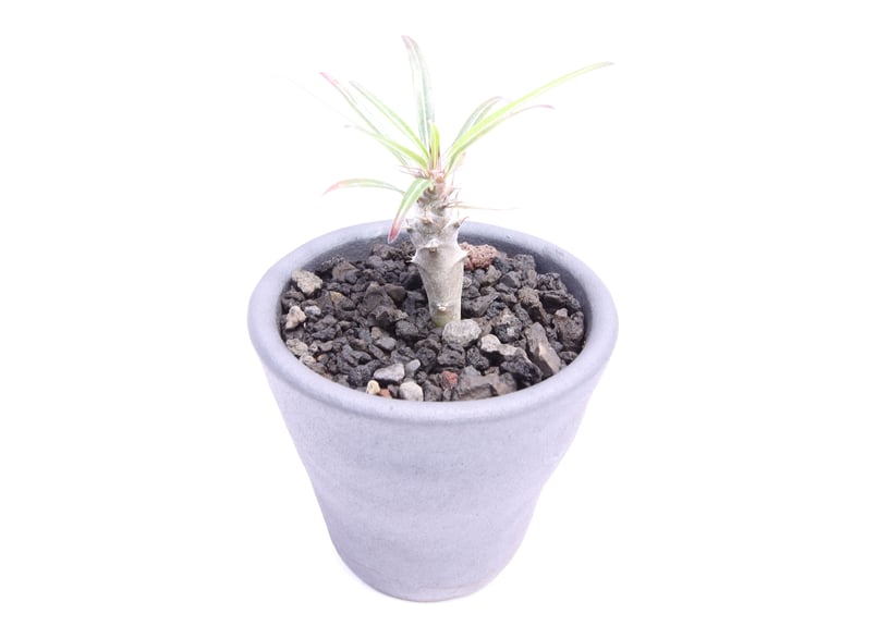 パキポディウム ミケア | mana's farm:塊根植物・アガベ・ドライ