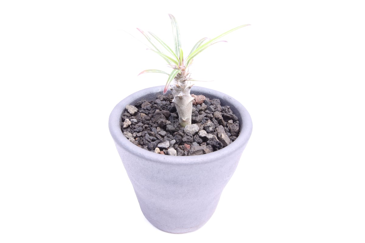 パキポディウム　ミケア　大株　現品 パキポディウム ミケア | mana's farm:塊根植物・アガベ・ドライ