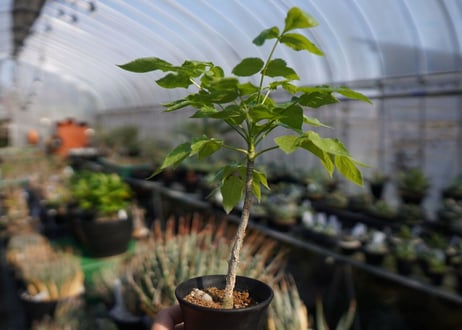 ランネア　パルヴィフォリア　Lannea parvifolia　NO.2