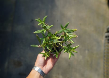パキポディウム　ビスピノーサム　Pachypodium bispinosum No.1