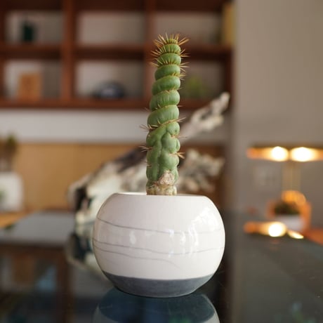 ユーリキニア | STORES ユーリキニア | STORES