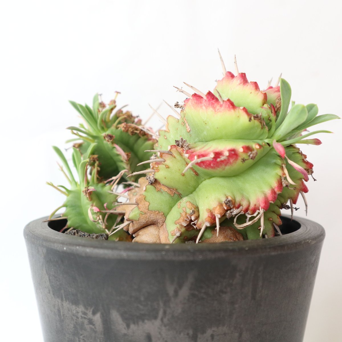 ユーフォルビア・プルビナータ笹蟹丸木質化済大群生20頭以上（引き取り