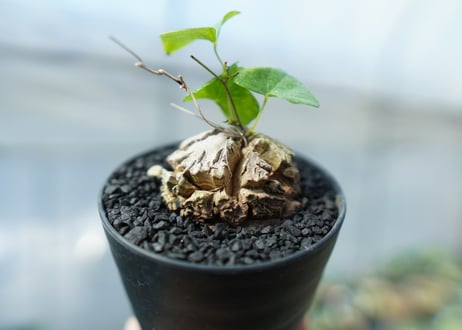 亀甲竜　Dioscorea elephantipes　No.1
