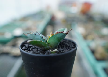 アガベ　チタノタ　 ブラックアンドブルー 　Agave titanota black and blue　No.10