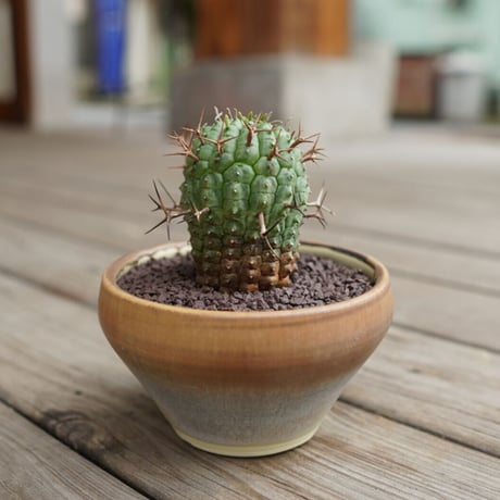 stellispina | STORES