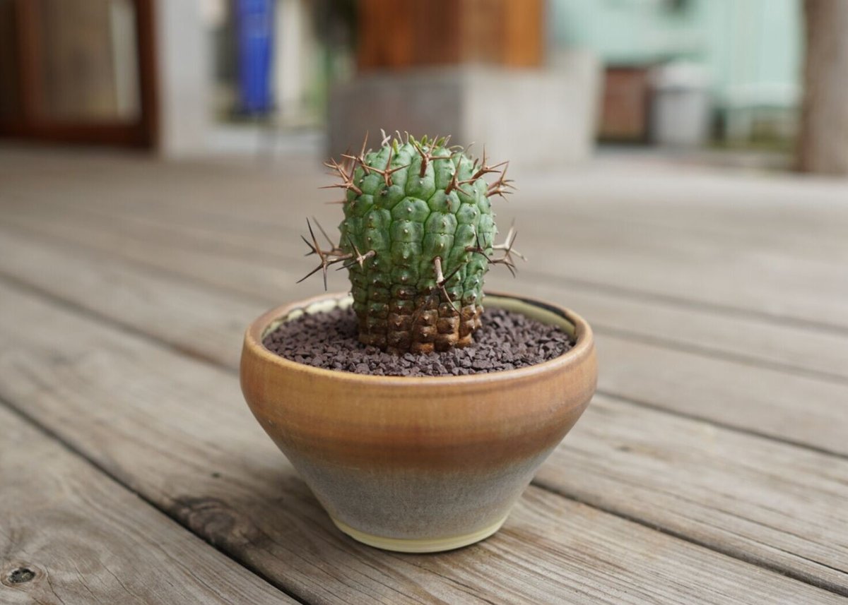 ユーフォルビア 群星冠 Euphorbia stellispina | mana's gree ユーフォルビア 群星冠 Euphorbia stellispina | mana's gree