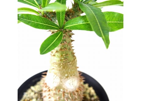 Pachypodium makayense パキポディウム マカイエンセ　魔界玉