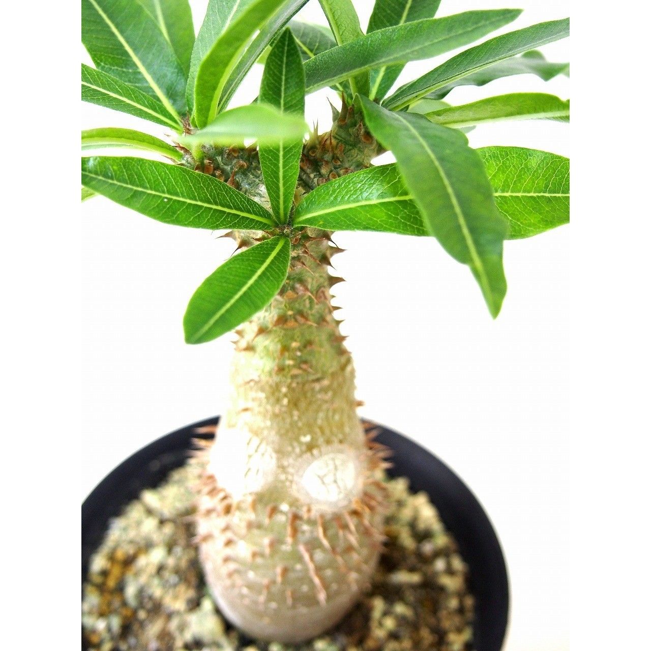 パキポディウム マカイエンセ魔界玉塊根植物 コーデックス Pachypodium makayense パキポディウム マカイエンセ 魔界玉 | mana's